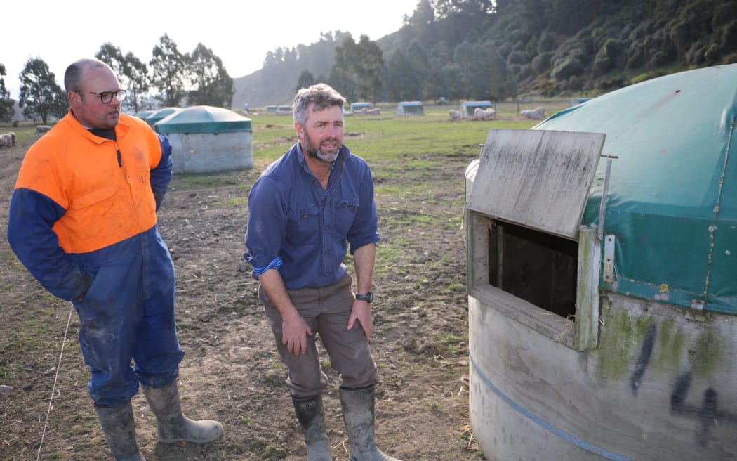 free range pig farm
