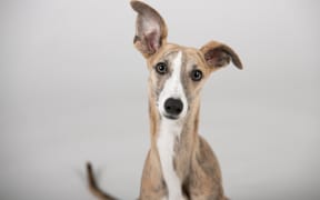 greyhound looking quizzical