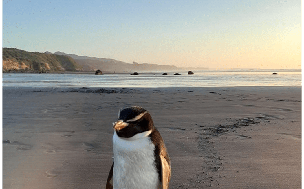 Juvenile Fiordland crested penguin taking rest at Back Beach.