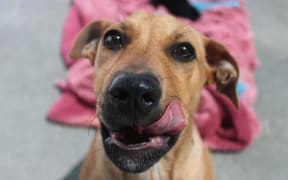 Tan short haired dog looking straight at camera  with a smile and a tongue licking side of mouth