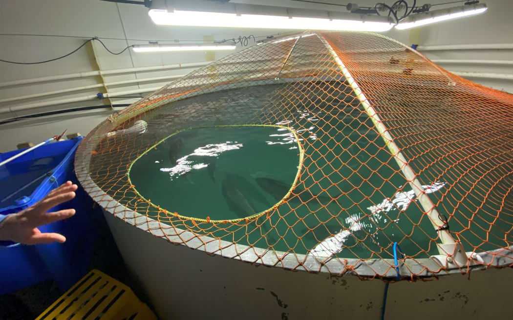 Kingfish kept for breeding are bigger than those that go to market.