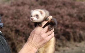 A ferret dressed in a special tracking collar, ready to be sent down a warren.