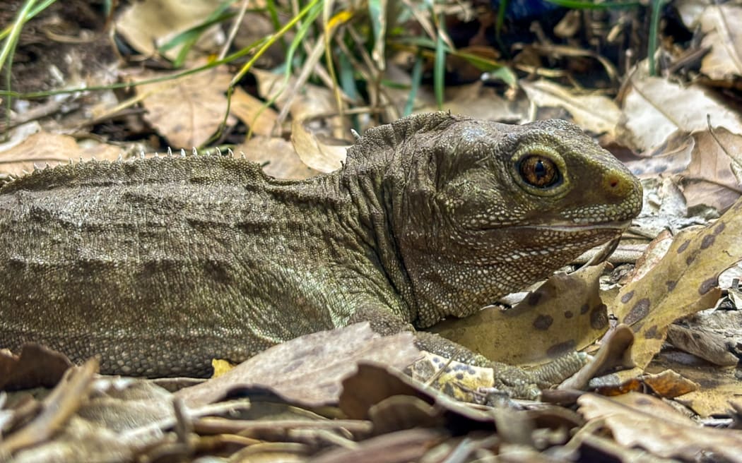 A grey-green reptile with spines along its back sits in the leaf litter.