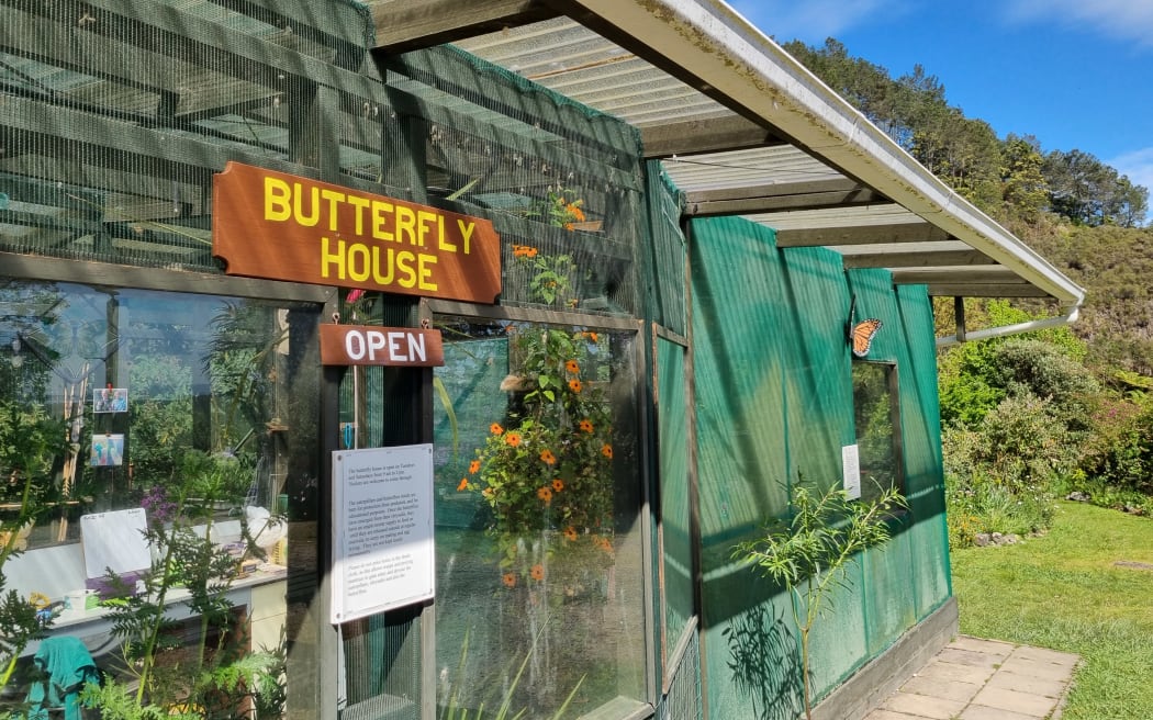Caterpillar eggs are hatched, grown, and then allowed to pupa in the butterfly house at Te Puna Quarry Park, Tauranga before being released as butterflies. However, the numbers are done up to 80 percent this year.