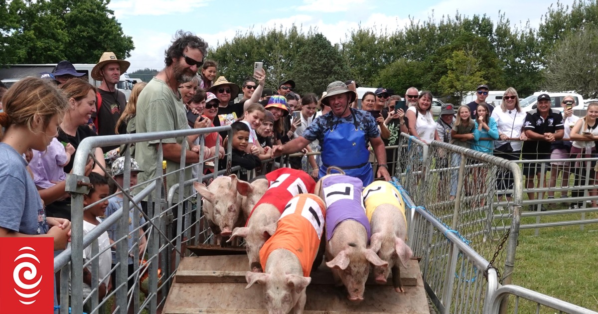 Racing pigs, rides and rural displays draw crowds to Kaikohe A&P - Vimarsana News