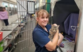 The SPCA has more than 30 kittens available for adoption at its Māngere Centre, where it says the 40-year-old building is crumbling and part of the cattery floods when it rains.