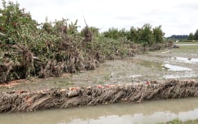 Apples strewn in the mud in Twyford in Hawke's Bay