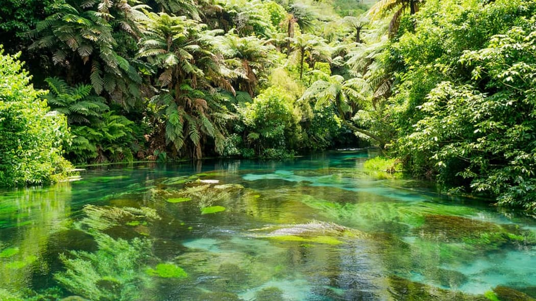 Lake Tikitapu, Rotorua