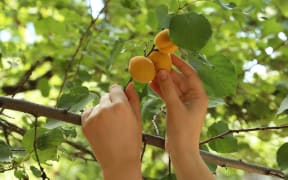 Woman picking ripe apricot from tree outdoors, closeup