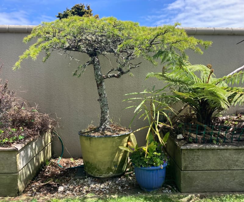 Peter Hobson's Christmas tree.