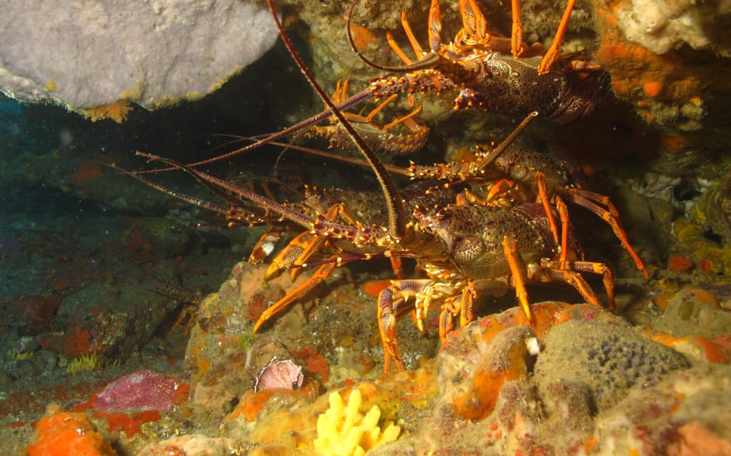 Crayfish at the site of the MV Rena