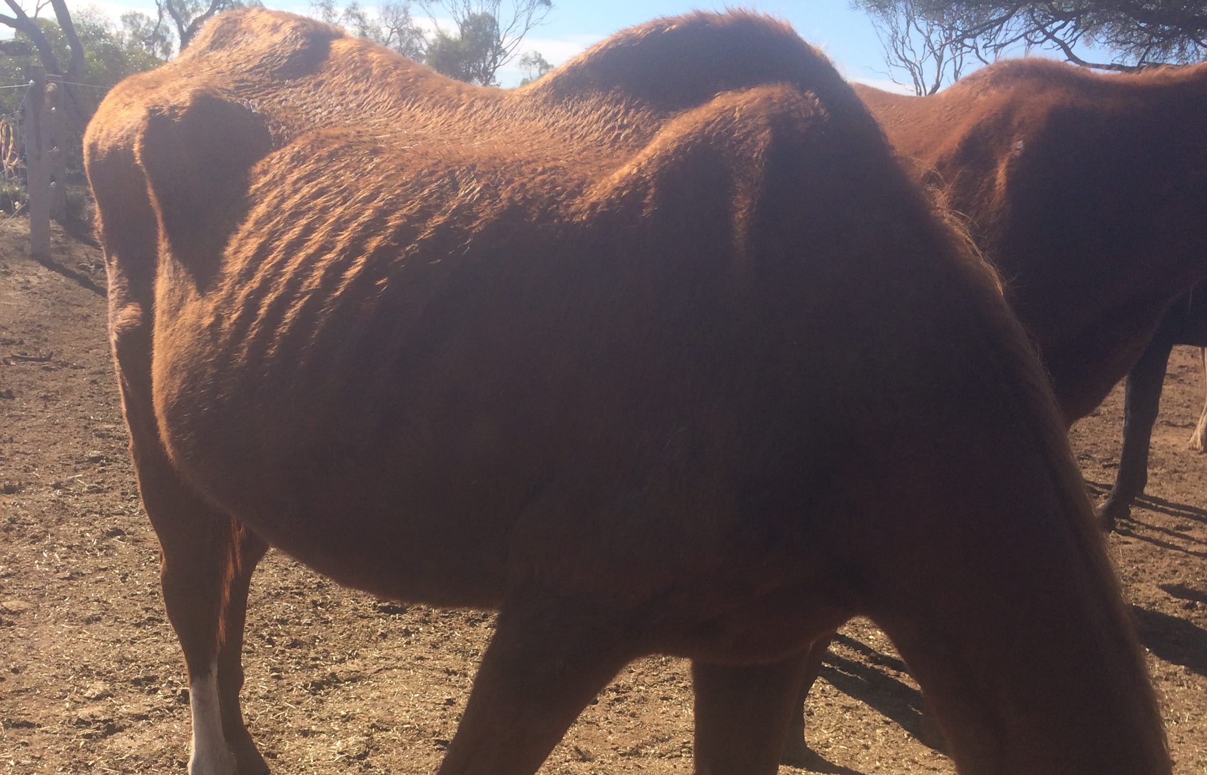 Indigo Violet was found to be 140kg underweight at the Baroota property, according to a veterinary report.