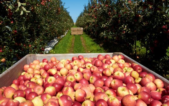 Paul Paynter on Yummy apples