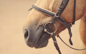 Horse nose or muzzle with bit and bridle.