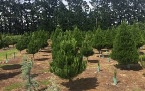 Classic Christmas trees (Simon Morton)