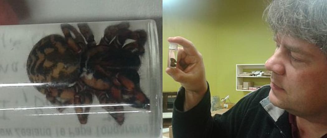 Only a few specimens of the Bounty Island endemic spider Pacificana cockayni have ever been collected, including this female in the Te Papa spider collection, held by Phil Sirvid.