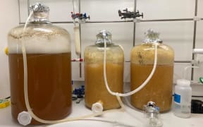 Large lab jars with bubbling brown fluid connected by tubes