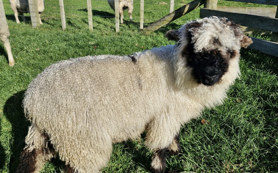 Blacknose sheep