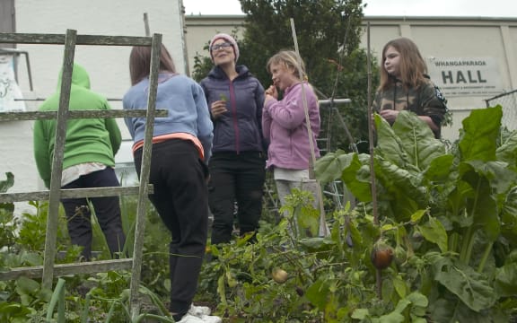 Behind the Whangaparāoa Library lies this community garden with flower beds and vege patches full of seedlings and leafy greens.