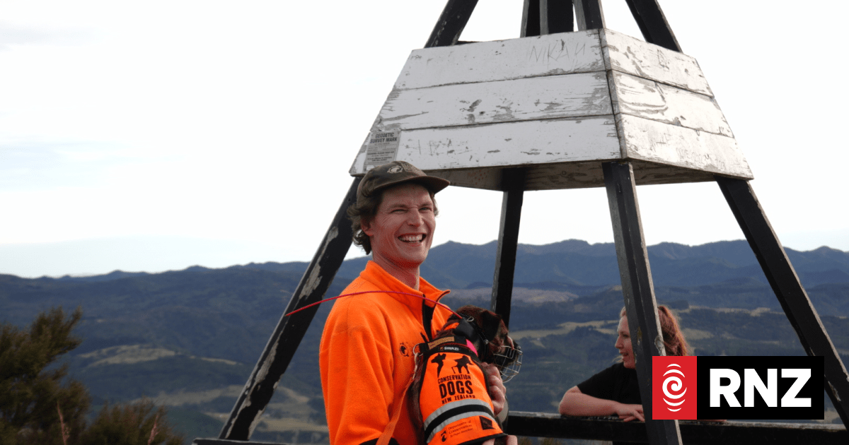 Otago Peninsula on the verge of being possum-free