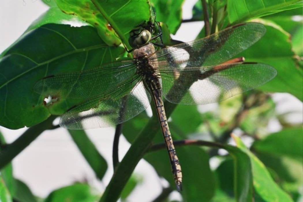 A baron dragonfly (Hemianax papuensis)