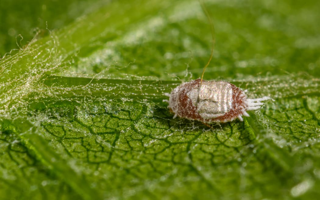 A mealybug on a grape leaf