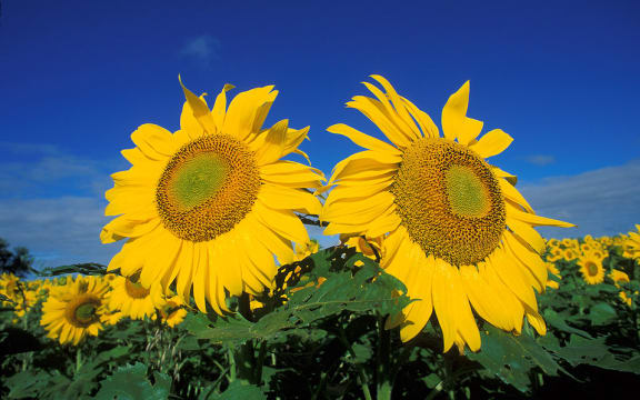 A field of sunflowers