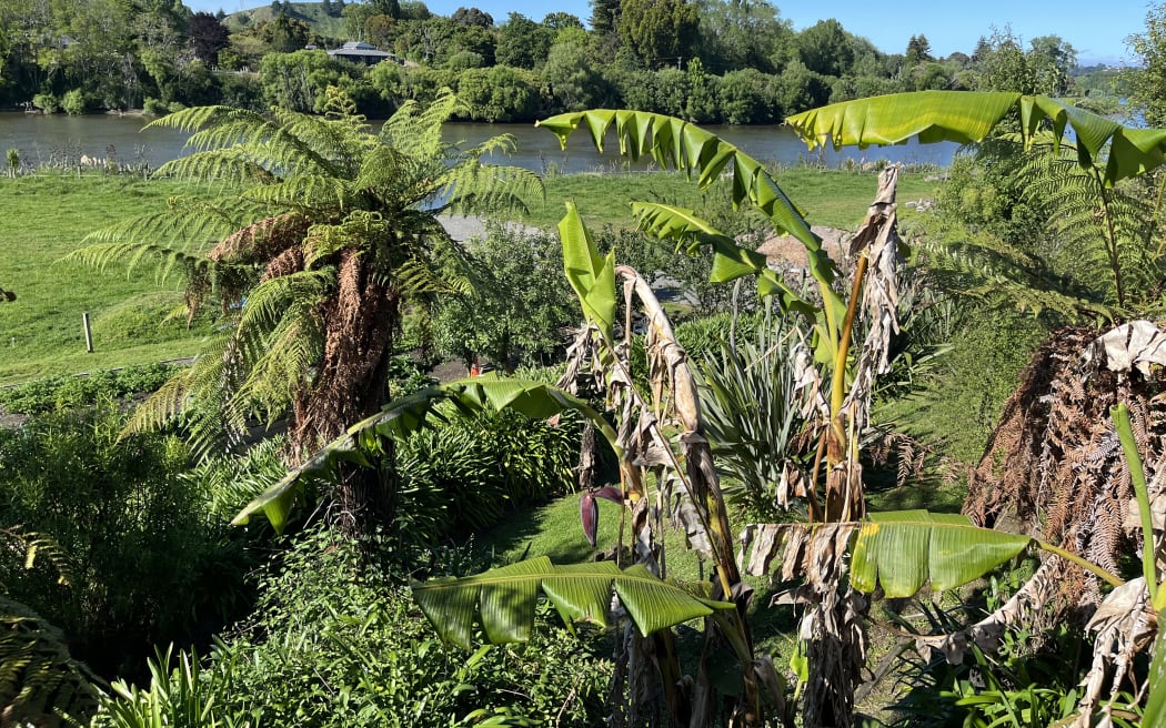 Looking out across the gardens to the river at Te Ao Hou marae