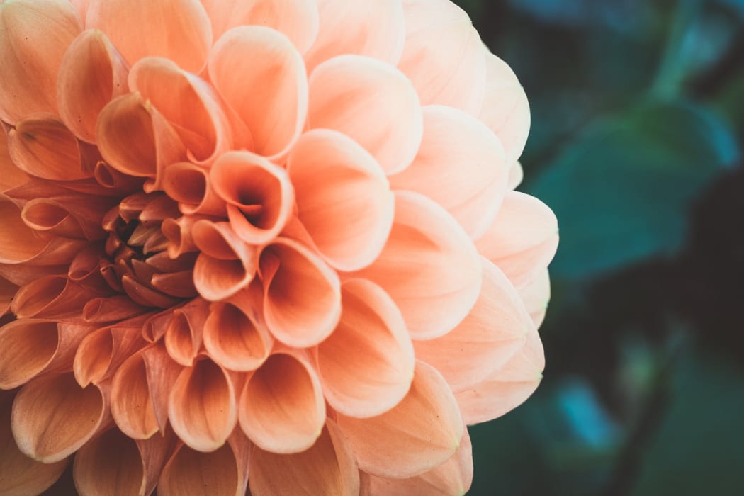 close up flower