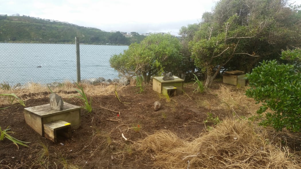 Some of the 20 nest boxes for little blue penguins at the Days Bay Penguin Haven.