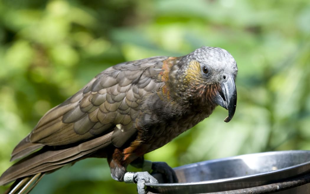 The kaka, a native New Zealand parrot, is classified as nationally vulnerable (as at February 2016).