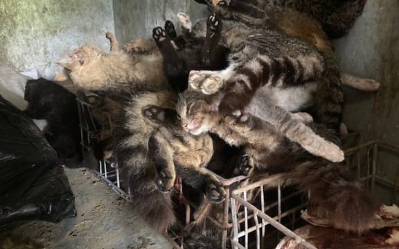 A pile of 'feral' cats, Hawke's Bay farmer Andrew Russell has killed