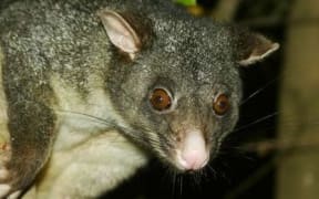 Possum
