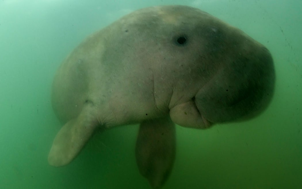 This picture taken on May 23, 2019 shows Mariam the dugong as she swims in the waters around Libong island, Trang province in southern Thailand.