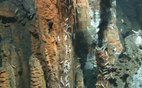 'Chimneys' formed in underwater volcanoes in the Kermadec region.