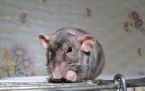 Rat