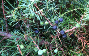 Female Juniperus communis with berries at varying stages