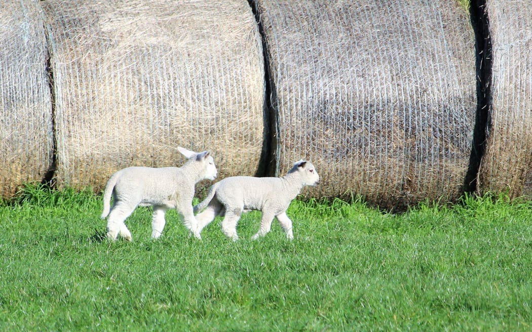 Rangiora High School is reviewing whether it will continue to have animals on its farm.