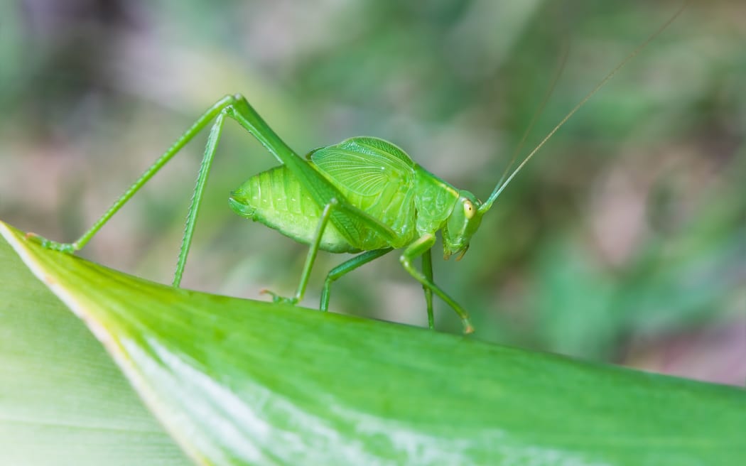 Caedicia simplex is a species of bush cricket, or katydid, that is native to both New Zealand and Australia.
