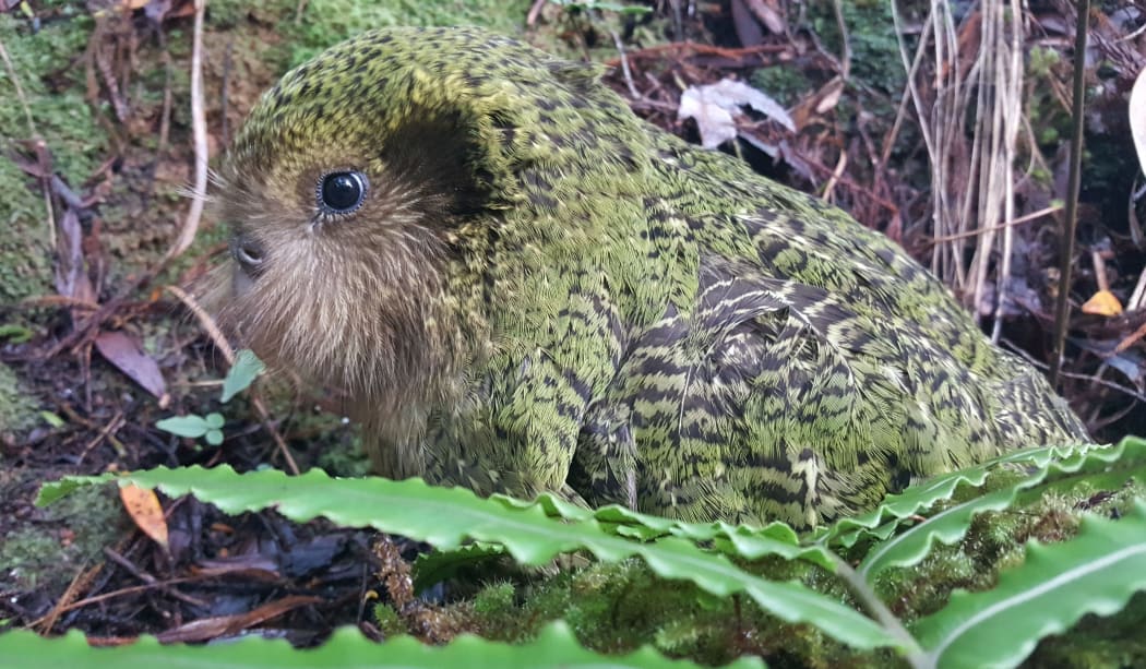 One of three kākāpō chicks fathered by Gulliver, who has rare Fiordland genes. The chick's mother is Suzanne.