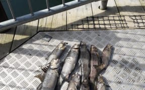 Dead fish washed up on properties after a local dam was flushed.