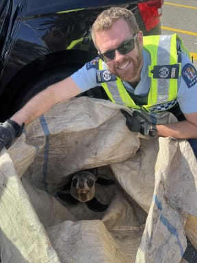 Police have rescued a seal pup who was found wandering on a Tasman highway - only for it to try escape again and get itself loose in the back of the police car.