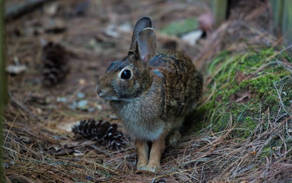 Rabbit