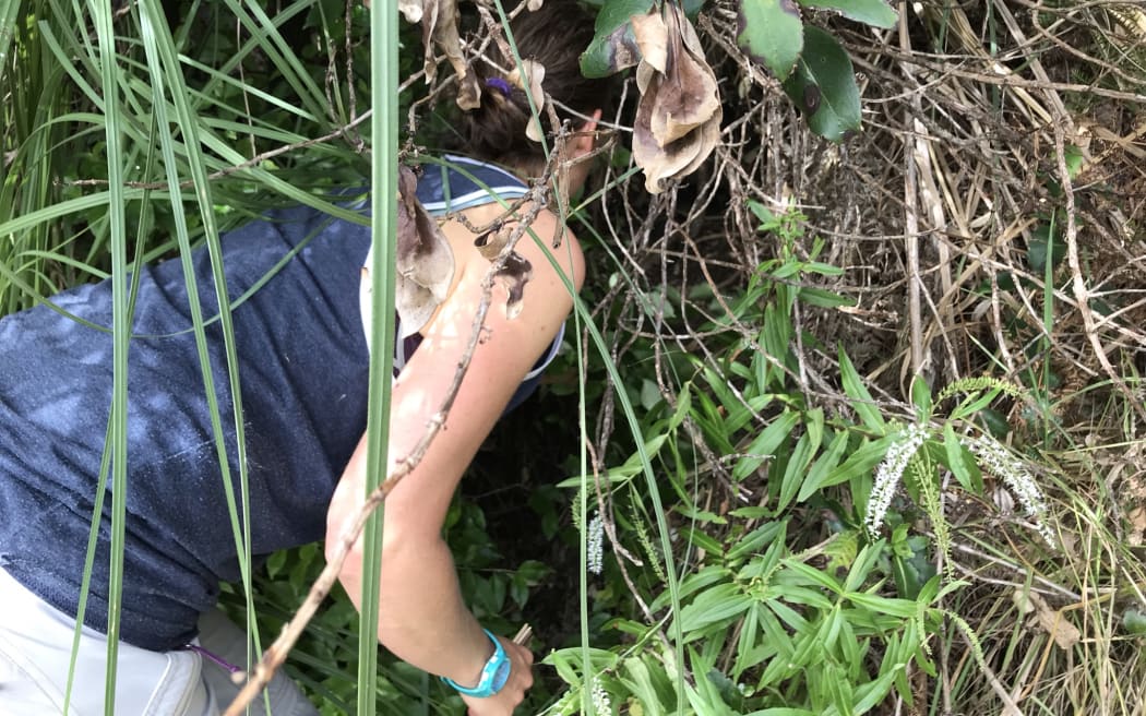 Nic's head is in a dense thicket of bush. You can see her back and head.