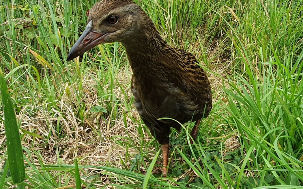 A juvenile weka showing the curious nature of the species.