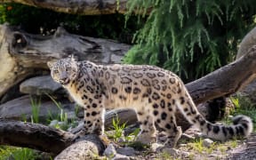 Snow Leopard at Melbourne Zoo