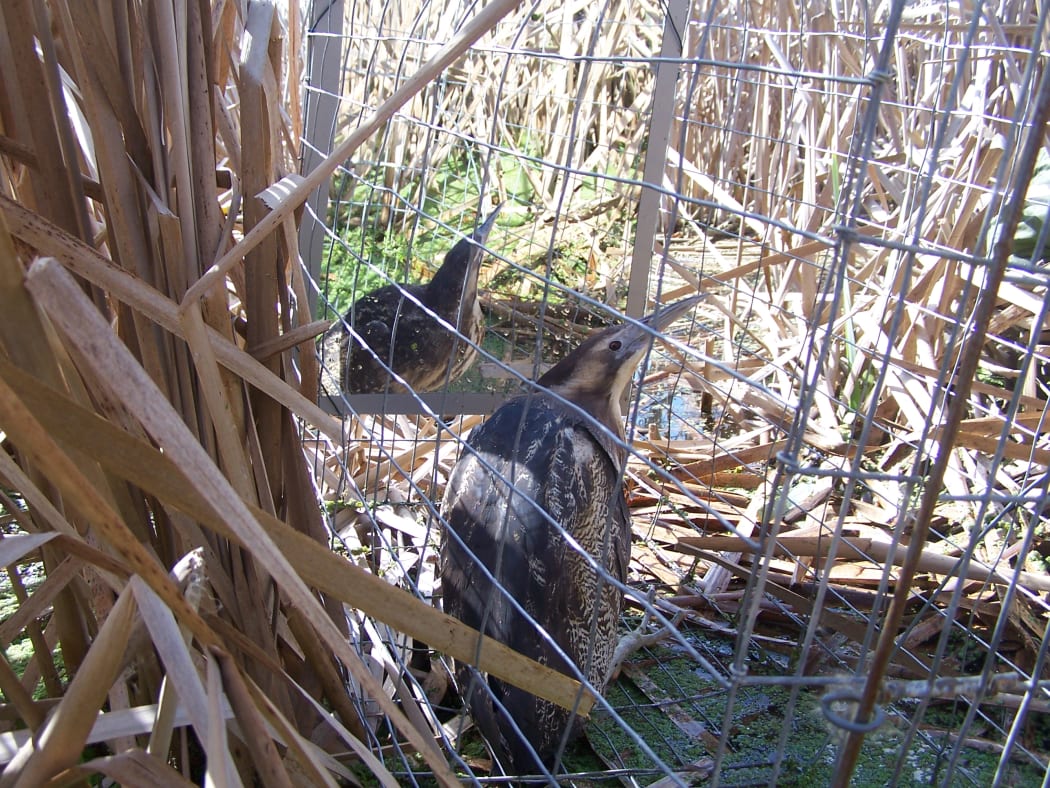 A bittern in a cage, reflected in a mirror