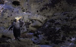 Hoiho/yellow eyed penguins.
