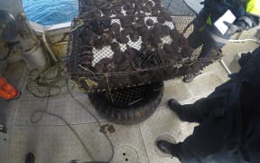 Recovered paua