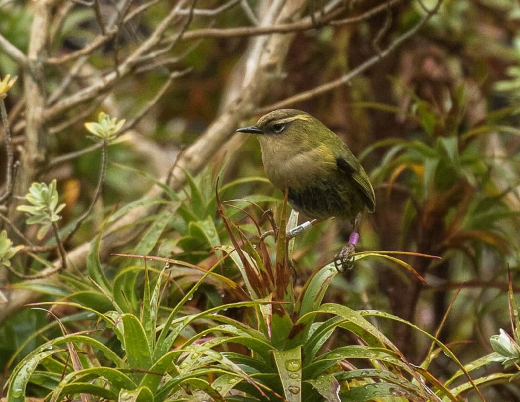 Rock wren live in subalpine and alpine areas on the western side of the South Island.